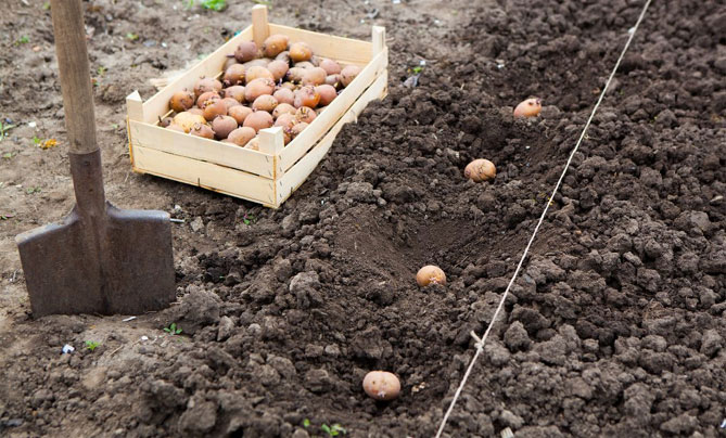 Сорт картофеля Жуковский ранний: характеристика, отзывы, фото
