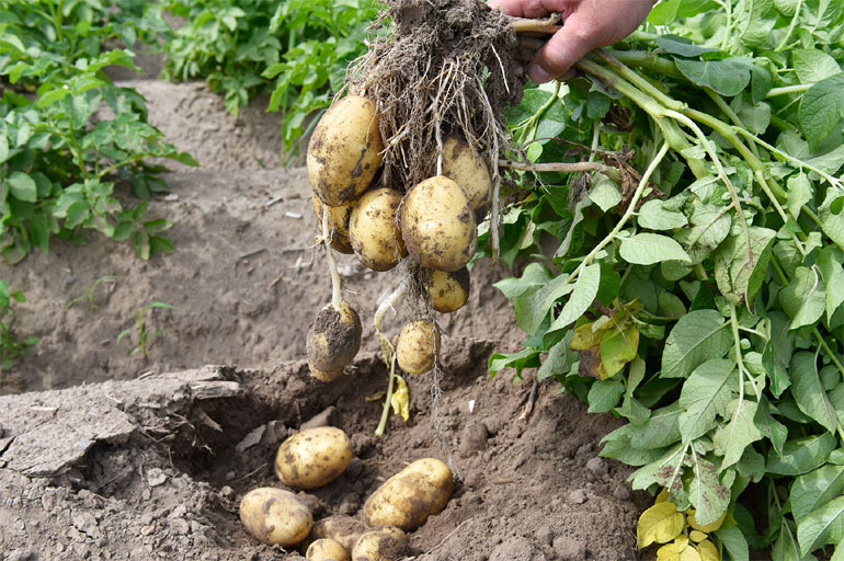 Jaké odrůdy raných brambor existují?