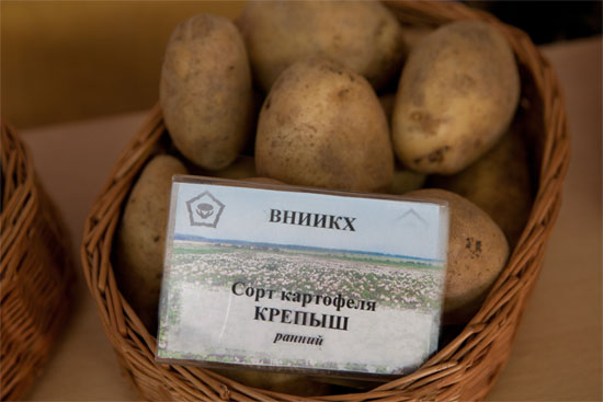 Описание сорта картофеля Утро раннее его характеристика и урожайность