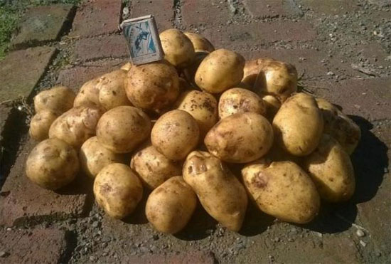 Лучшие сорта среднеспелого картофеля: посадка и уход