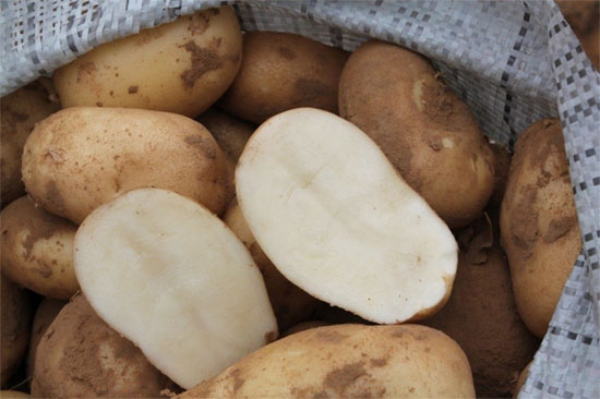 Описание сорта картофеля Утро раннее его характеристика и урожайность