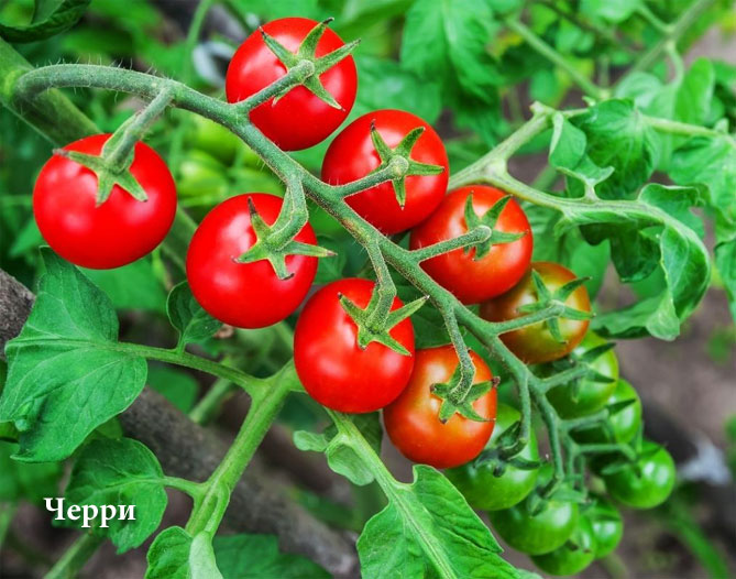 Как сажать помидоры в грунт: инструкция и советы