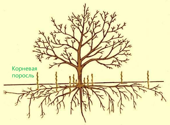 Груши Чижевского: хактеристика плода, срок созревания
