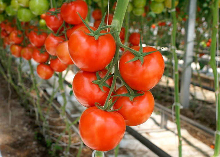 сорта томатов для теплицы из поликарбоната для подмосковья ранние низкорослые