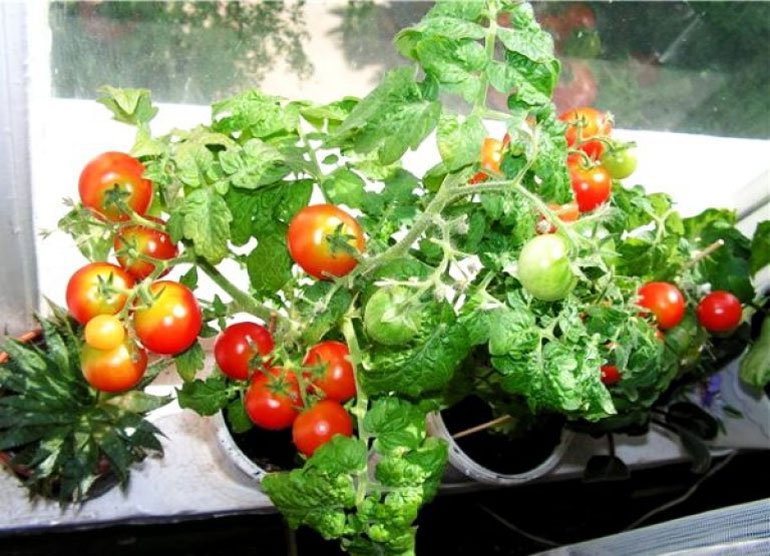 Комнатные помидоры на подоконнике круглый год фото и названия
