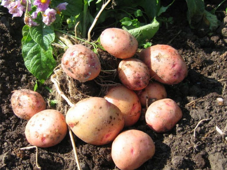Картофель жуковский ранний фото