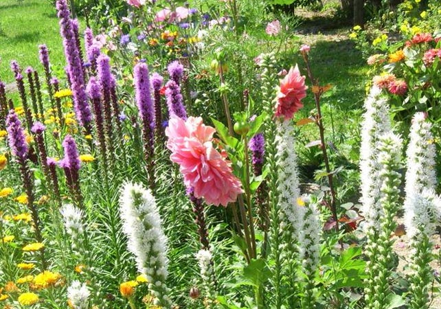 Цветок лиатрис посадка и уход в открытом грунте