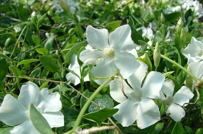 Незабудка- цветок 65 фото как выглядит Стелющаяся и полевая лесная и болотная садовая и другие виды Где она растет Когда сажать семена