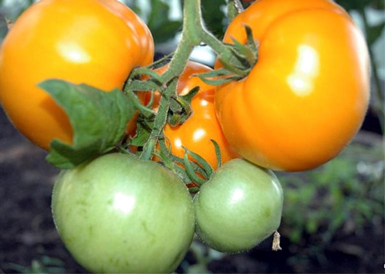 Томат Хурма – характеристика и описание сорта, урожайность, выращивание, пасынкование, фото, видео