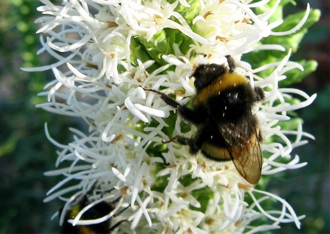 Цветок лиатрис посадка и уход в открытом грунте