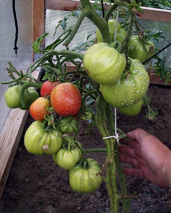 Ютуб лучшие сорта томатов: посадка и уход