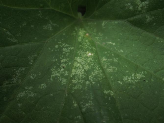 Трипсы на рассаде огурцов фото листьев лечение