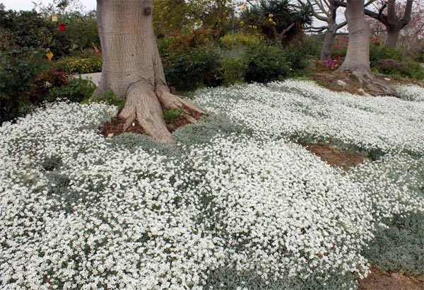 Незабудка- цветок 65 фото как выглядит Стелющаяся и полевая лесная и болотная садовая и другие виды Где она растет Когда сажать семена