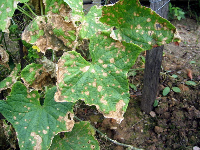 заболевание огурцов по листьям