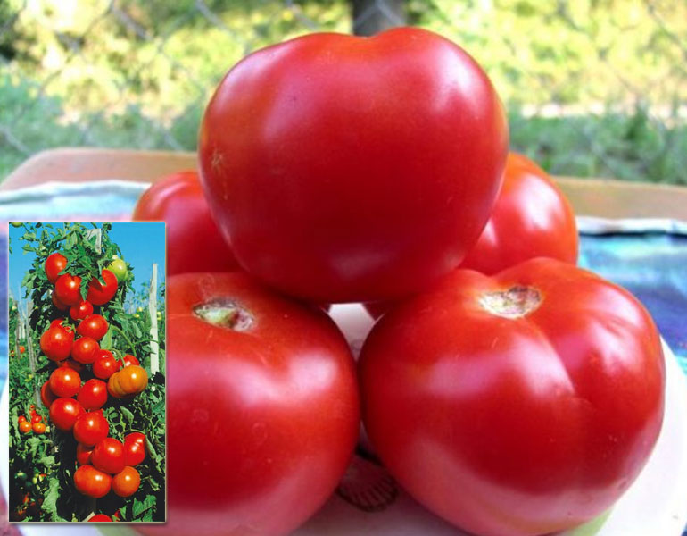 Сумасшедшие вишни барри описание томат характеристика сорта фото