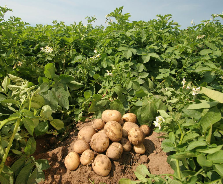 ранние сорта картофеля для средней полосы россии с фото и описанием