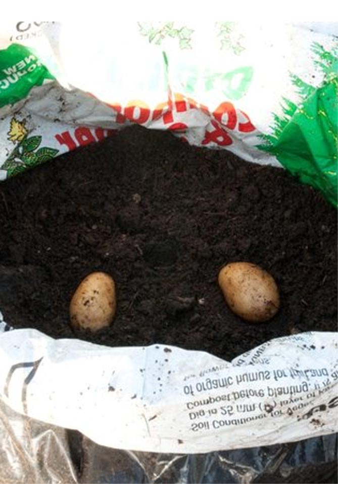 Как вырастить картофель в мешке вертикально