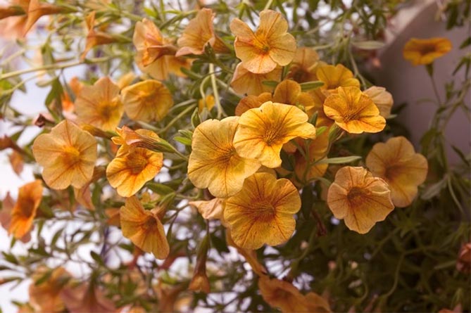Калибрахоа (29 фото): выращивание цветка из семян, посадка и уход в домашних условиях. Когда сеять калибрахоа на рассаду?
