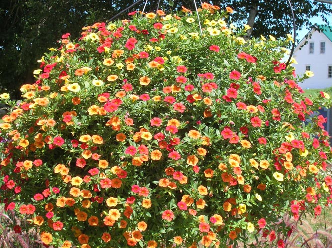Цветы петуния – посадка, выращивание и уход в открытом грунте, посев семян на рассаду