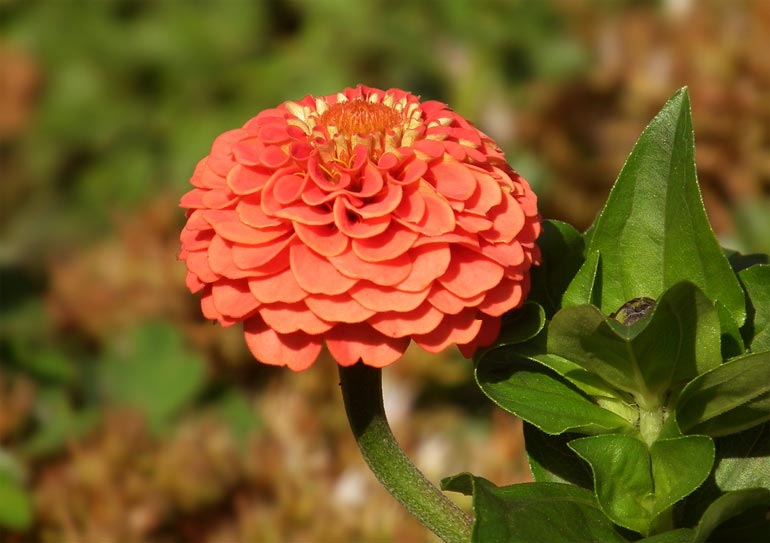 Циния – выращивание из семян: когда сажать, лучшие способы посадки, популярные сорта цветка