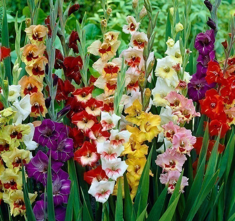 Гладиолусы 90 фото как выглядят луковицы шпажника Как его размножить Цветы похожие на гладиолус красивые композиции в саду