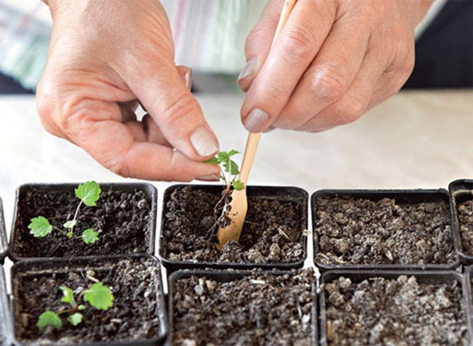 Как правильно выращивать клубнику на подоконнике?