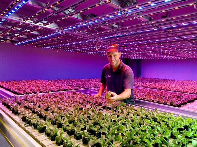 Эустома: выращивание из семян в домашних условиях Как и когда сеять Фото Видео