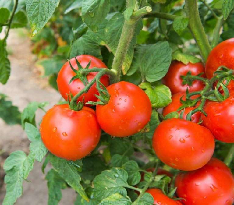 Сумасшедшие вишни барри описание томат характеристика сорта фото