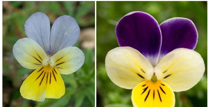 Выращивание анютиных глазок из семян 32 фото когда лучше сажать цветы на рассаду Правильный уход в домашних условиях и сроки посадки в открытый грунт