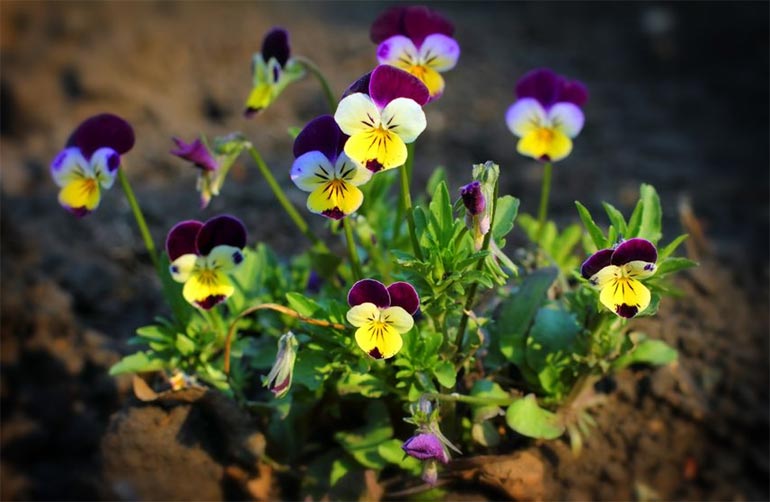 Выращивание анютиных глазок из семян 32 фото когда лучше сажать цветы на рассаду Правильный уход в домашних условиях и сроки посадки в открытый грунт