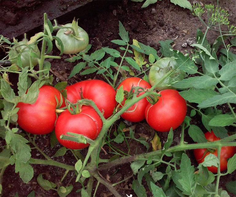 Ползучие помидоры для открытого грунта фото
