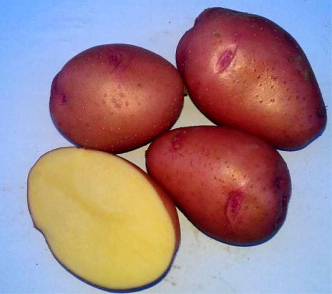 Лучшие сорта картофеля розара: посадка и уход
