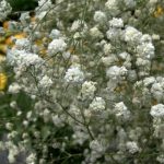 Гипсофила многолетняя – посадка и уход, фото
