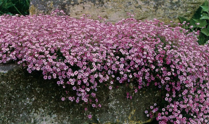 Цветок гипсофила- посадка и уход в открытом грунте, виды и сорта с фото