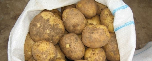 Картофель сорта Винета (Венета): описание, фото, отзывы