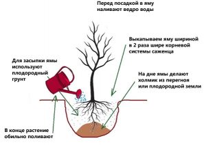 Спирея – посадка и уход в открытом грунте