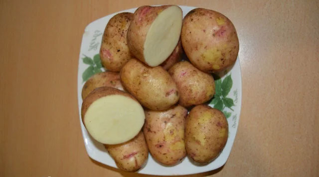 Сорт картофеля аврора