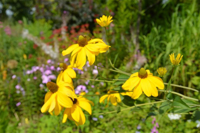 Цветы рудбекия многолетняя посадка и уход