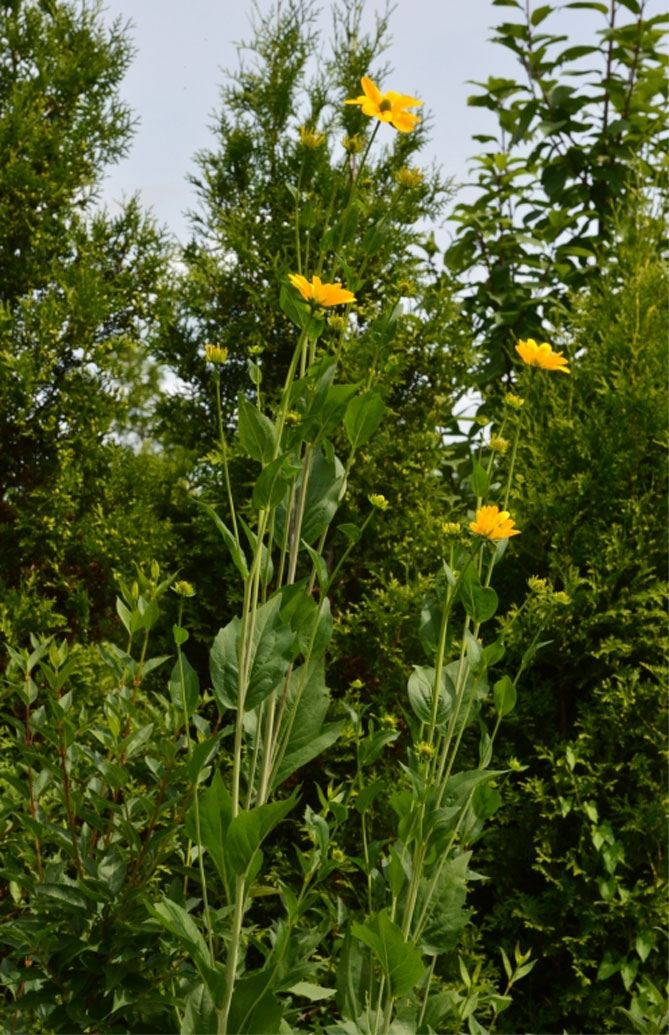 Цветы рудбекия многолетняя посадка и уход