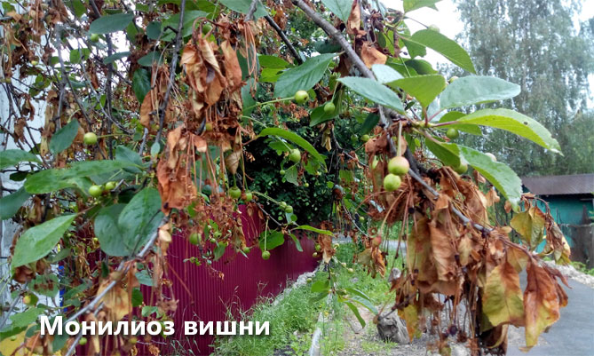 Сорт вишни Владимирская – описание сорта, посадка и уход, фото, отзывы