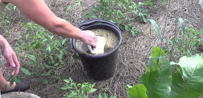 Как приготовить зеленое удобрение из травы и применять его на огороде