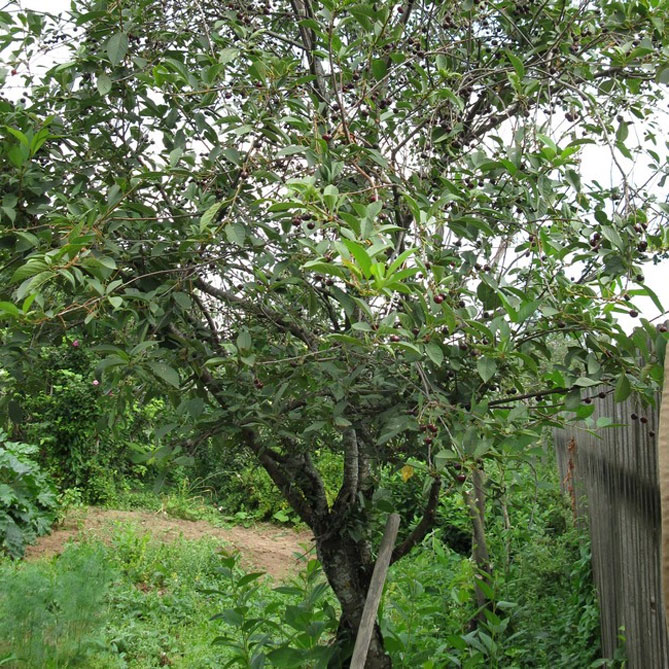 Сорт вишни Владимирская – описание сорта, посадка и уход, фото, отзывы