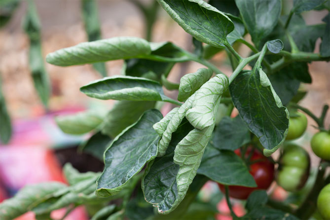 Почему скручиваются листья у помидор в открытом грунте или теплице? Что делать, если скручиваются листья у томатов?