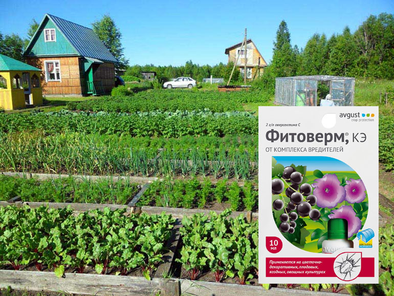 Фитоверм свойства, применение в огороде и дома для растений