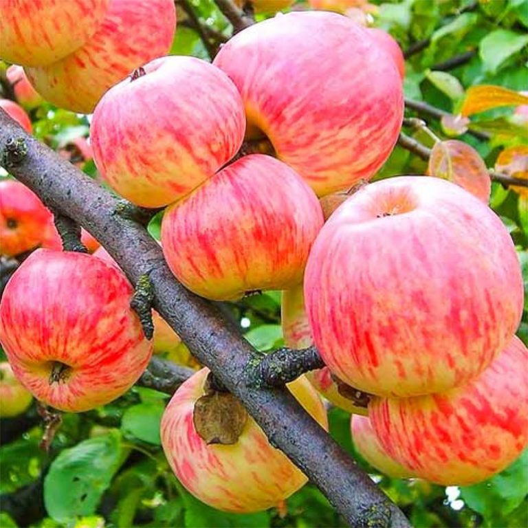 Яблоня летние сорта описание сорта фото