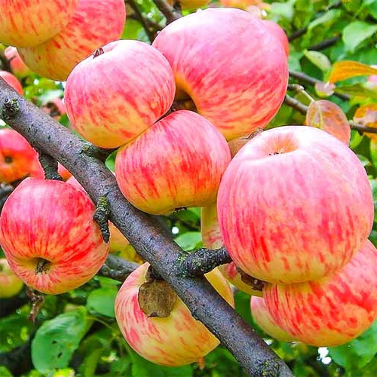 Яблоня Коричное полосатое – описание сорта, фото, отзывы