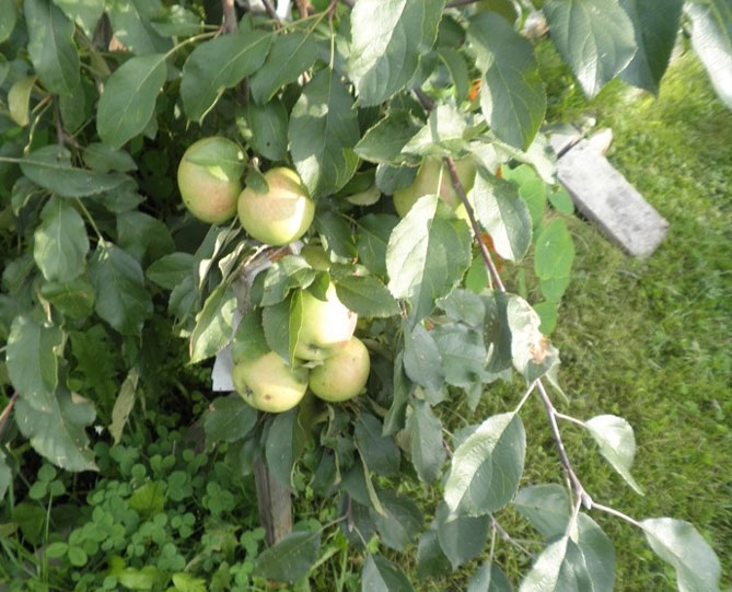 Описание сорта яблони Чудное – опылители, урожайность, морозостойкость, отзывы