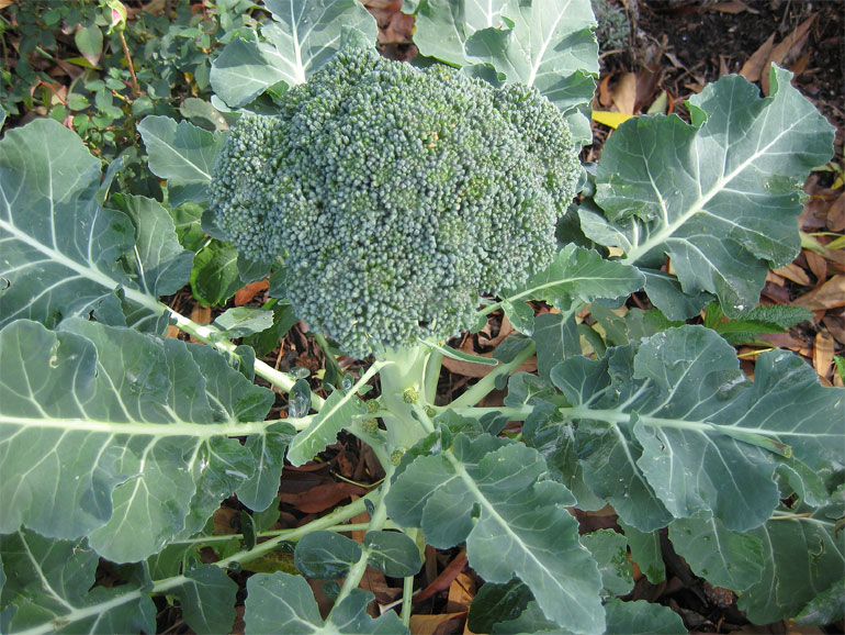 Капуста брокколи: описание, сорта, выращивание, сбор урожая