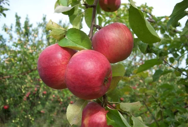 Сорт яблони Жигулевское – описание, морозостойкость, урожайность, фото и отзывы