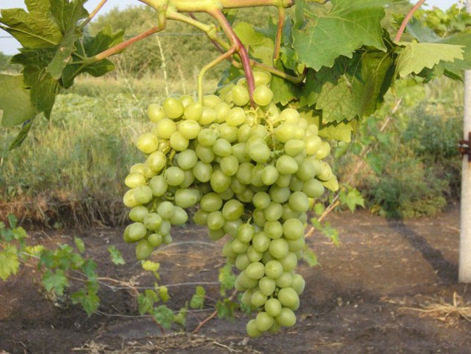 Виноград сорта аркадия и его болезни